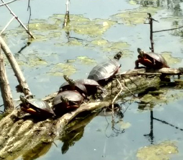 The Bowdoin Turtles observing and ‘cheering’ the Epilepsy Strollers ! (May, 2018)