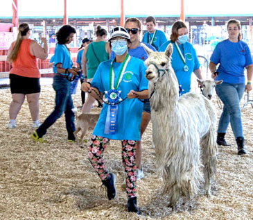 Cornell Cooperative Extension’s Flourishing Farmers 4H group showcases the animals they have been working with on ThinkDIFFERENTLY Thursday at the Dutchess County Fairgrounds. Animals included llamas, alpacas, goats, and horses.