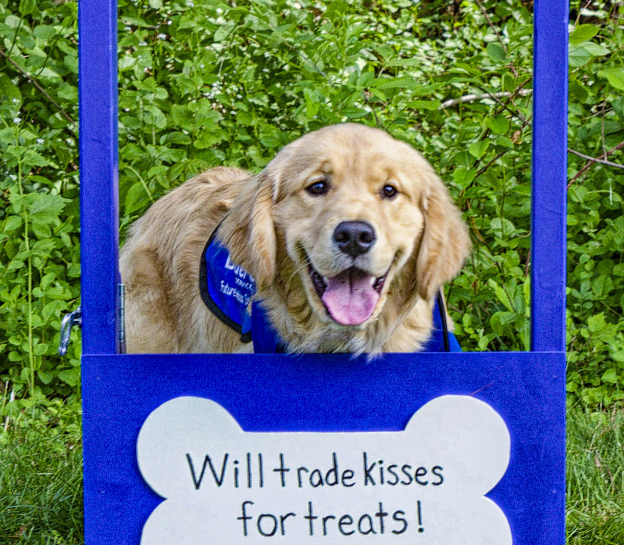 On May 13, 2023 BluePath Service Dogs held their Annual Walkathon at FDR Park in Yorktown. ThinkDIFFERENTLY was a sponsor and tabled at the event, which was attended by hundreds of people and maybe even more pups!! In this picture, a Golden Retreiver is ready to give kisses in order to get treats with a sign that reads “Will trade kisses for treats”. This pup also sports a BluePath Service Dog harness.